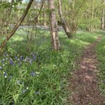 Photo looking down a small woodland path. Bluebells and white Stitchwort are in flower on either side of the path.